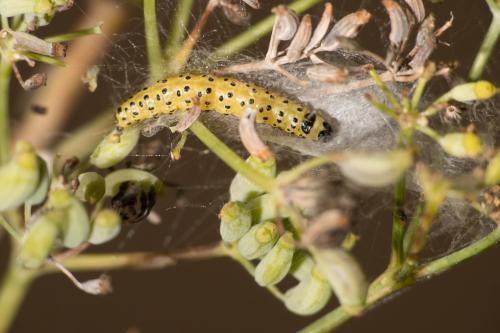 Réf. 331 467 : Sitochroa palealis